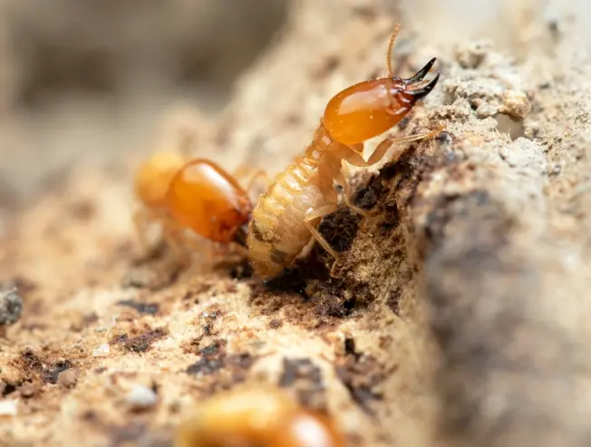 Traitement termites