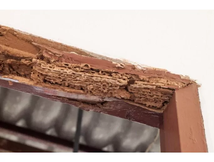 les termites en train de s'attaquer à une poutre dans une maison