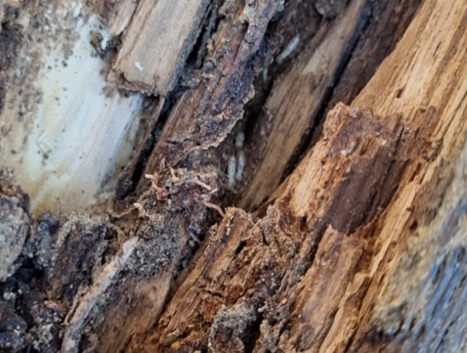 termites dans une souche de bois