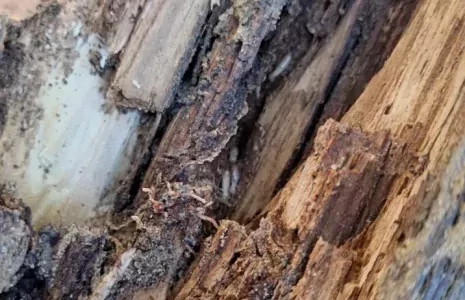 Détection et traitement de termites à Villeneuve-sur-Lot : intervention sur une souche en extérieur
